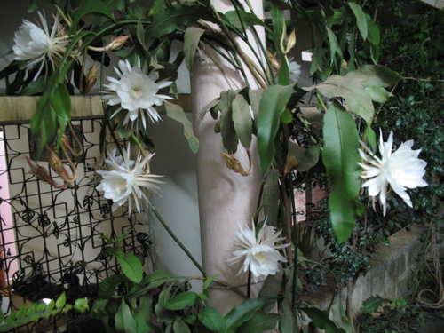 کاکتوس ارکیدی دندانه دار